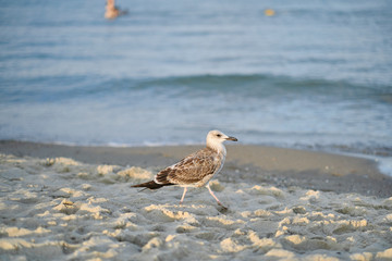 Seagull is looking for food on the seashore