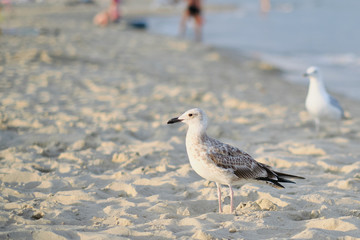 Seagull is looking for food on the seashore