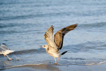 Wing of the seagull on the seashore