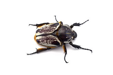 The African Goliath Beetles isolated on white background