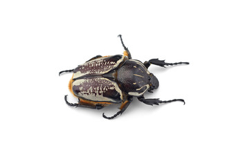 The African Goliath Beetles isolated on white background