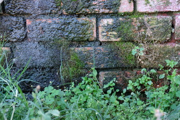 brick wall moist moss green leaves damp