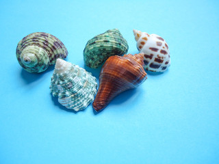 sea shells on blue background