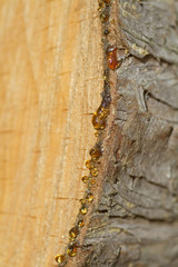 Baumscheibe mit funkelnden Harztropfen