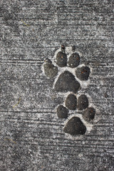 dog paw prints in concrete