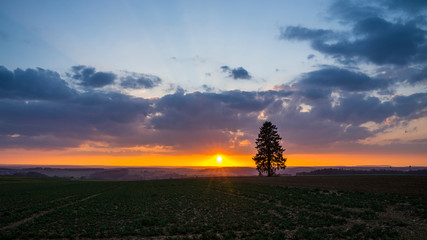 Germany, Black forest nature landscape view and single tree on a field with moving clouds at sunset