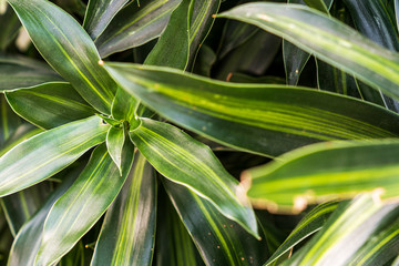 Obraz premium Background with green house flowers