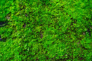 Wall of natural green moss. Horizontal Image