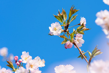 Close-up of a pink blossom in spring blue sky