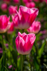 Vibrant pink tulips in the spring sunshine