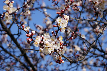 White flowers and buds of an apricot tree in spring blossom.