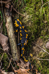 salamandra 
