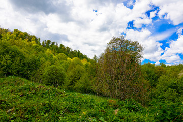 Beautiful mountain panorama with lush greens, blue skies, and puffy clouds