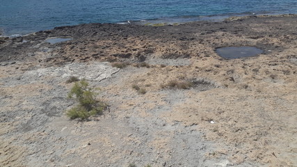 dead tree on the beach