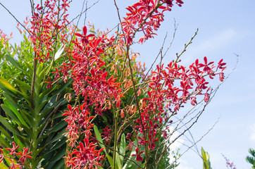 Beautiful tiger orchid flowers in the bush with blue sky background