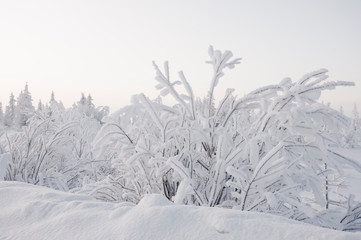 Winter day. Naked trees and pines covered with white snow on there branches. Walking on nature. Travel on north. Frosty landscape