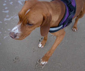 Puppy dog at the Beach Julianadorp Netherlands. Northsea coast.