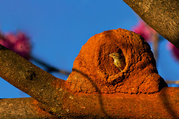 Rufous Hornero in your house