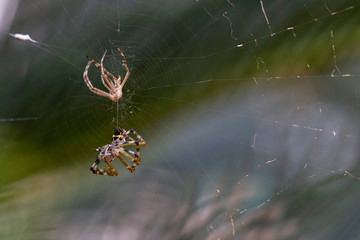spiders on a web
