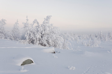 Winter day. Naked trees and pines covered with white snow on there branches. Walking on nature. Travel on north. Frosty landscape