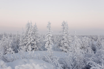 Fototapeta na wymiar Winter day. Naked trees and pines covered with white snow on there branches. Walking on nature. Travel on north. Frosty landscape