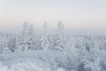 Winter day. Naked trees and pines covered with white snow on there branches. Walking on nature. Travel on north. Frosty landscape