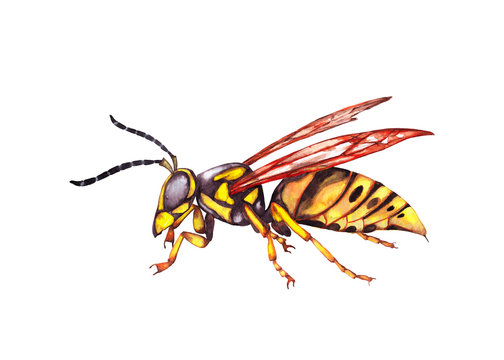 Illustration of colorful big alive realistic yellow wasp in side view. Watercolor hand painted isolated elements on white background.