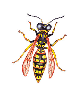 Illustration of colorful big alive realistic yellow wasp in top view. Watercolor hand painted isolated elements on white background.