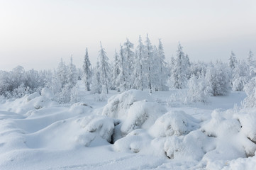 Winter day. Naked trees and pines covered with white snow on there branches. Walking on nature. Travel on north. Frosty landscape