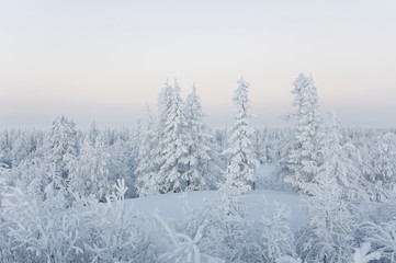 Fototapeta na wymiar Winter day. Naked trees and pines covered with white snow on there branches. Walking on nature. Travel on north. Frosty landscape