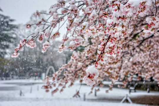雪桜」の写真素材 | 90,860件の無料イラスト画像 | Adobe Stock