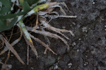 冬の寒さに凍てつく植物