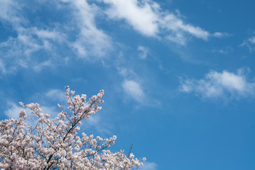 新春の桜とスッキリとした青空