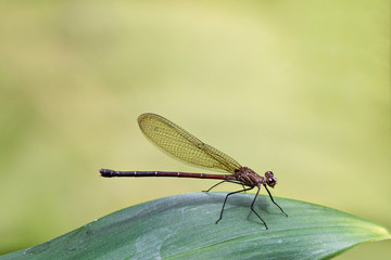 dragonfly on a green leaf