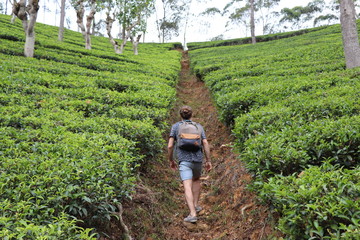 Plantations de Thé Hatton Sri Lanka