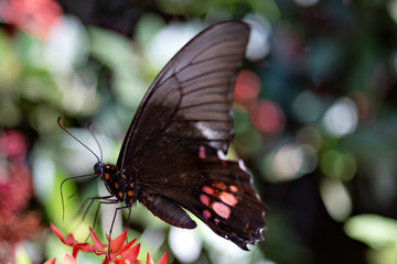 butterfly on a flower