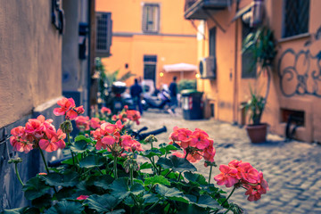 Fototapeta na wymiar Flowers in the street