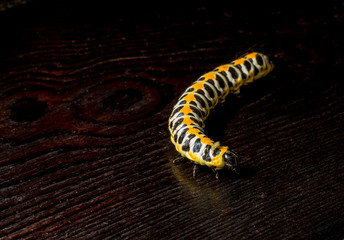 Large caterpillar. Macro world. Fauna and flora.