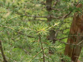 (Cedrus libani) Jeune Cèdre du Liban aux longues aiguilles vert-gris-bleuté à vert sombre groupées en rosettes sur des petits rameaux étalés et horizontaux.
