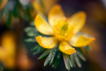 Obraz premium small yellow wildflowers in a meadow buttercup caustic or another name for night blindness
