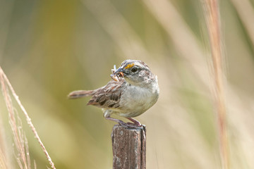 little bird eating an insect