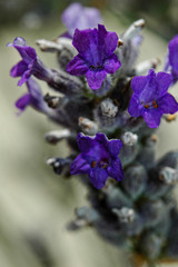 Lavendel