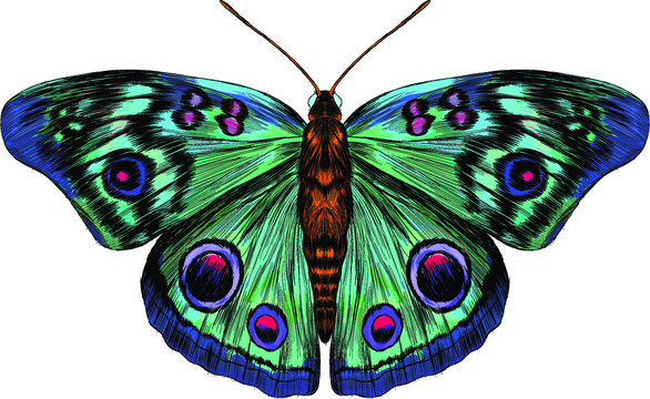 butterfly peacock eye green pink blue turquoise fabulous barcode beautiful vector illustration