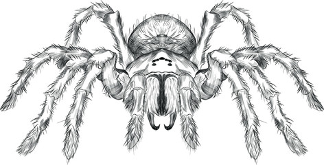 tarantula spider black and white vector black and white coloring sketch scary Halloween