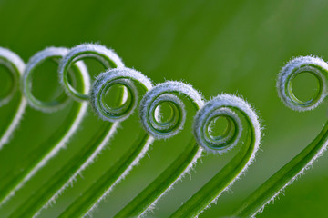 close up of a green grass