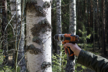 man's hand holds a screwdriver drills a white birch