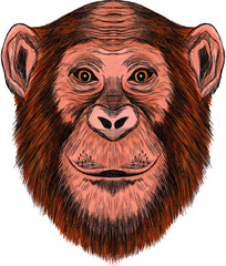 chimpanzee monkey head brown vector