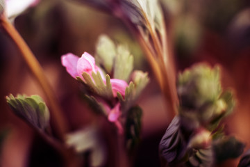 Pink and white, fluffy flowers Trifolium. Clover, aka porridge or Trifolium rubens. macro photo