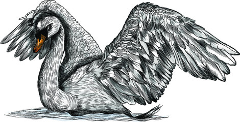 Swan bird with spread wings grey vector illustration © Снежана Дашкевич