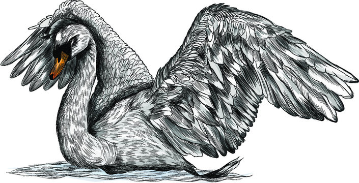 Swan bird with spread wings grey vector illustration